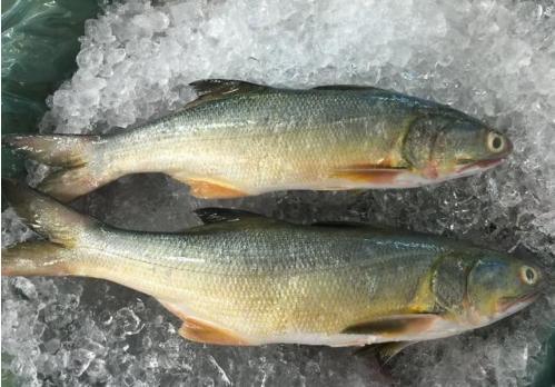 它是排名第一好吃的海鱼,鱼肉似“千层糕”,很多人没吃过真亏