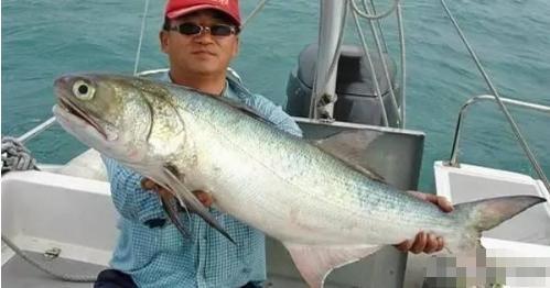 它是排名第一好吃的海鱼,鱼肉似“千层糕”,很多人没吃过真亏