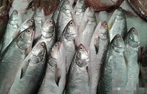 它是排名第一好吃的海鱼,鱼肉似“千层糕”,很多人没吃过真亏