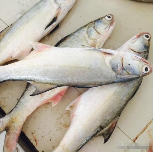 它是排名第一好吃的海鱼,鱼肉似“千层糕”,很多人没吃过真亏