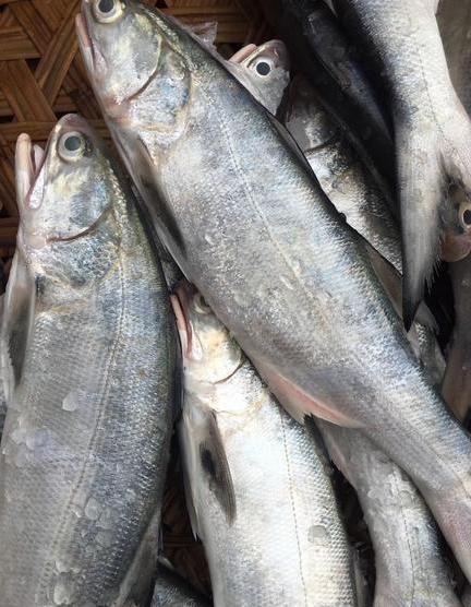 它是排名第一好吃的海鱼,鱼肉似“千层糕”,很多人没吃过真亏