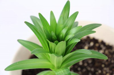 百合怎么种,种植需要注意什么