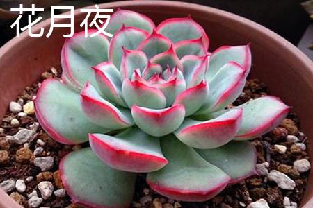 花月夜叶片 花月夜叶片