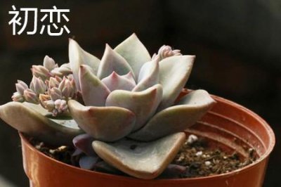 初恋和花月夜的区别