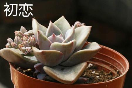 初恋植株 初恋植株