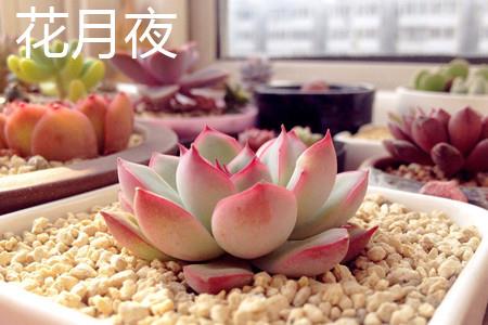 花月夜植株 花月夜植株