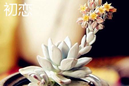 初恋花朵 初恋花朵
