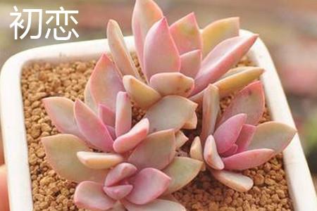 初恋叶片 初恋叶片