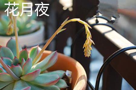 花月夜花朵 花月夜花朵