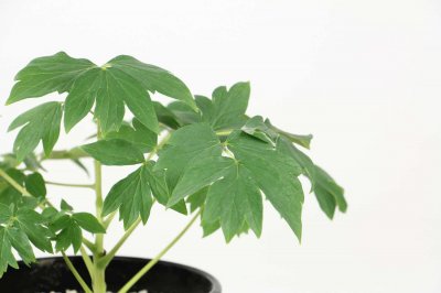 牡丹如何进行栽培管理,牡丹栽培与管理