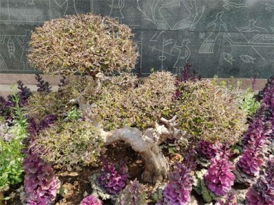 羽衣甘蓝怎么种植