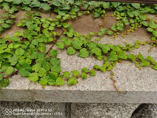 爬山虎 爬山虎