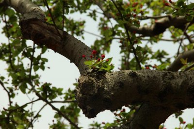桂花花期多长开几天,影响花期长短的因素