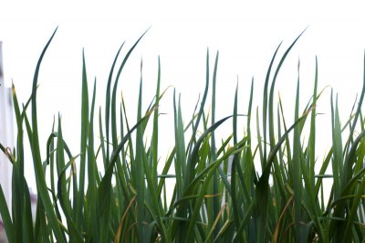 韭菜籽的功效,韭菜籽怎么吃