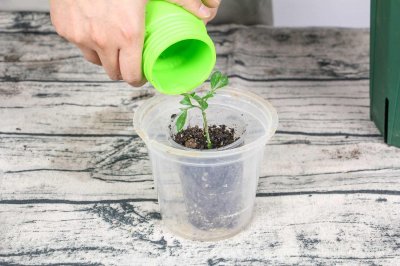 米兰的花语和寓意,有什么传说故事