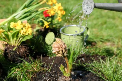 浇花加点小药片,365天不黄叶,一窜2米高!