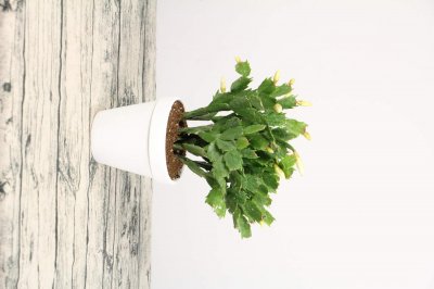 蟹爪兰仙客来···开完花掐这里,再开2次,1次比1次猛!