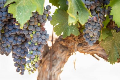 葡萄花期管理技术,开花前后怎么管理