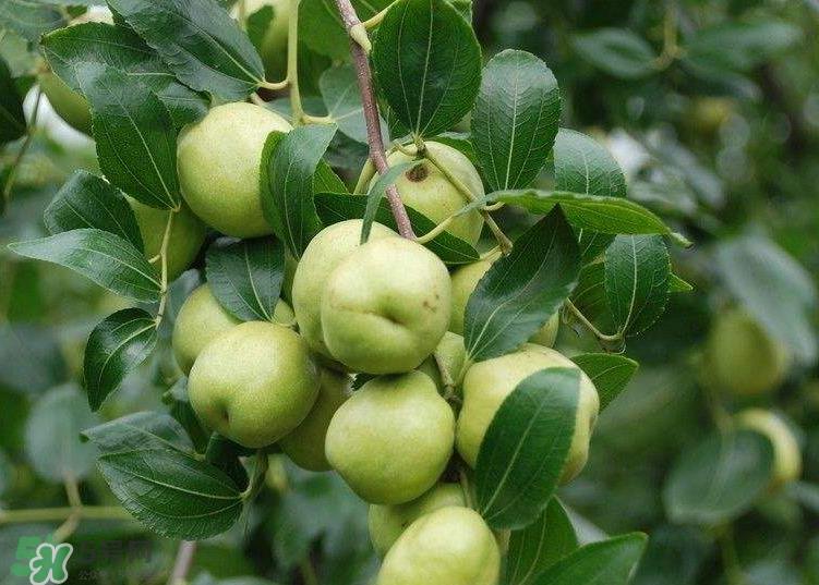 青枣是酸性还是碱性? 青枣是酸性还是碱性?