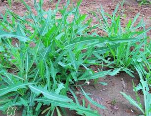 曲曲菜孕妇能吃吗?孕妇可以吃曲曲菜吗? 曲曲菜孕妇能吃吗?孕妇可以吃曲曲菜吗?