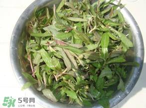 曲曲菜孕妇能吃吗?孕妇可以吃曲曲菜吗? 曲曲菜孕妇能吃吗?孕妇可以吃曲曲菜吗?