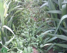 曲曲菜孕妇能吃吗?孕妇可以吃曲曲菜吗? 曲曲菜孕妇能吃吗?孕妇可以吃曲曲菜吗?