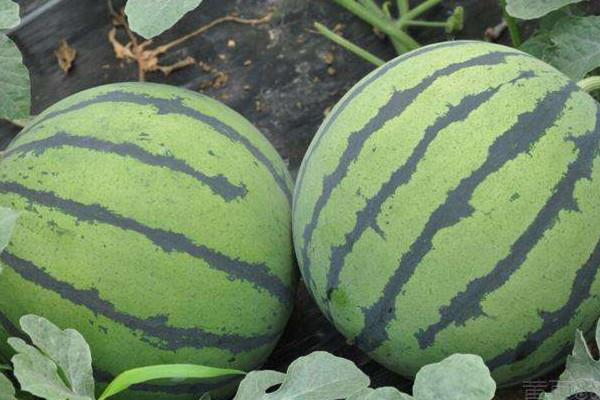 西瓜可以和鸡蛋一起吃吗 西瓜和鸡蛋的食用方法 西瓜可以和鸡蛋一起吃吗 西瓜和鸡蛋的食用方法