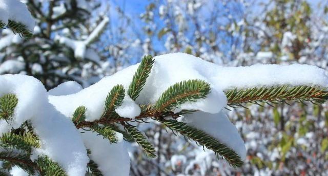 “三九四九,冻死鸡狗”,老农为何说三九最冷?20年春节冷不冷