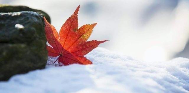 “三九四九,冻死鸡狗”,老农为何说三九最冷?20年春节冷不冷