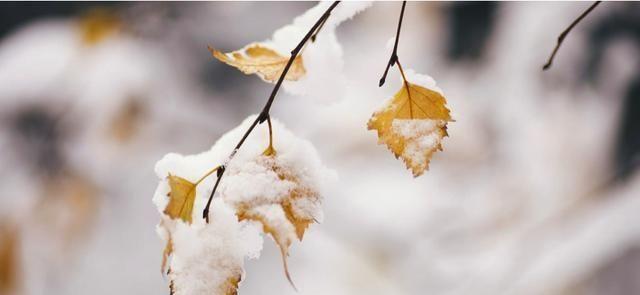 “三九四九,冻死鸡狗”,老农为何说三九最冷?20年春节冷不冷