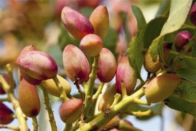 知道为什么开心果这个贵吗?除了好吃之外,还有两个绝对性因素!