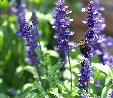 二者的产地区别 二者的产地区别