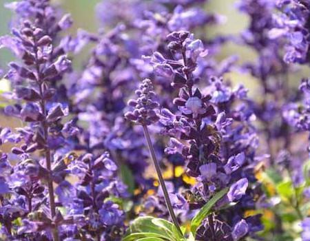 二者的形态区别 二者的形态区别