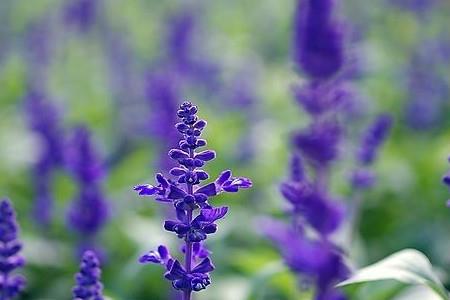 二者的科属品种的区别 二者的科属品种的区别