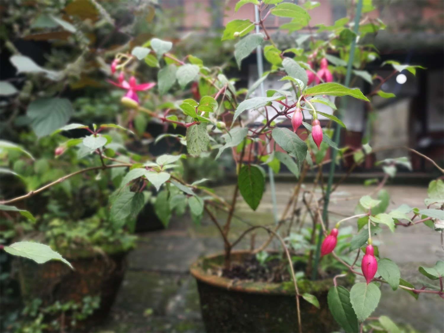 倒挂金钟 倒挂金钟