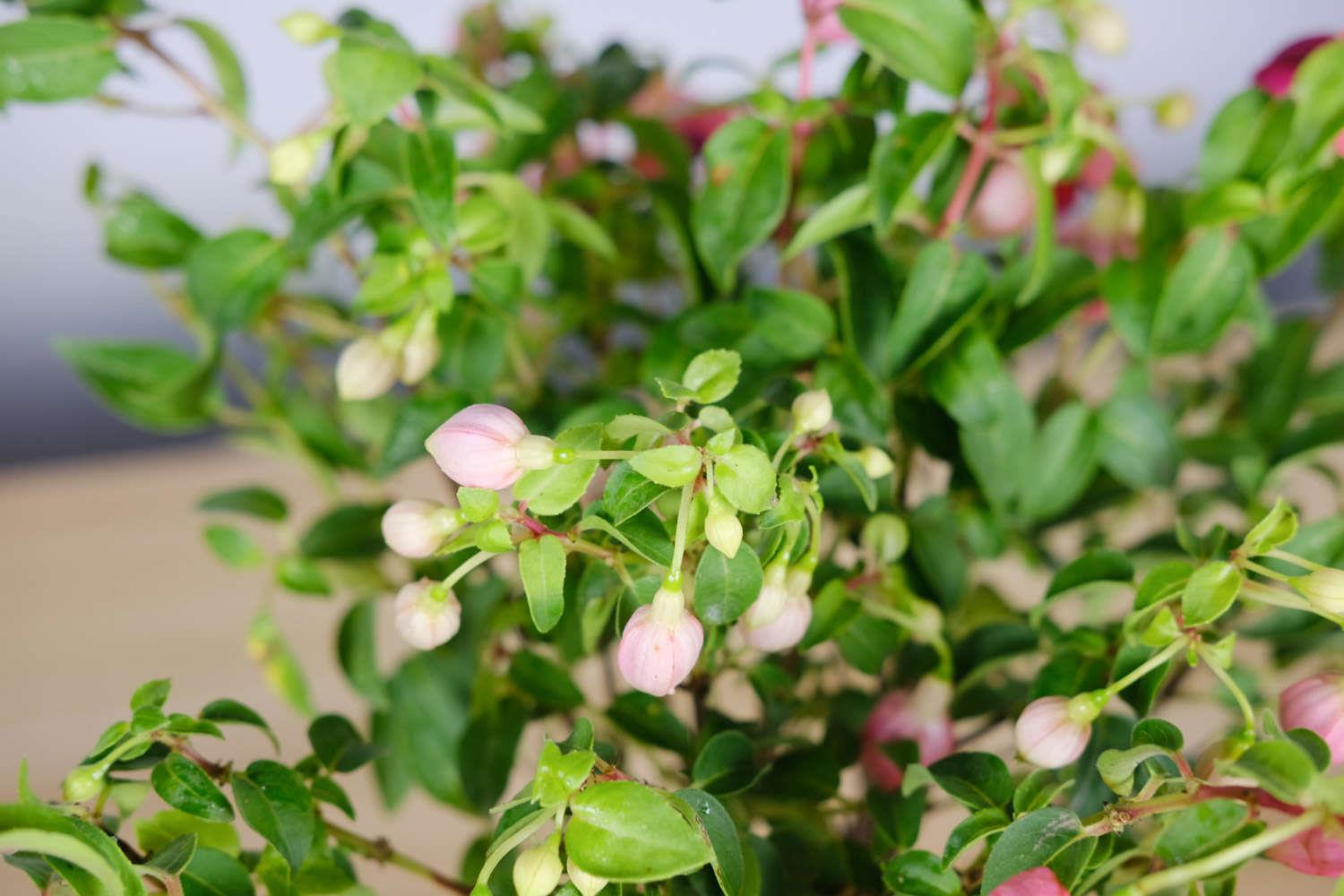 倒挂金钟 倒挂金钟