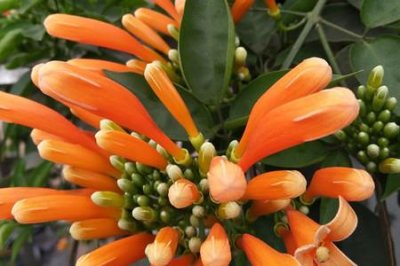 炮杖花与凌霄花的区别