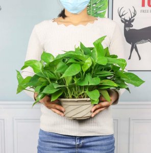 ​绿萝怎么养护