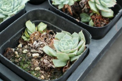 ​一进多肉大棚,就买买买的毛病,你啥时候能改