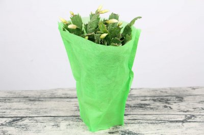 ​秋天砍1刀，长寿蟹爪兰…1棵开出5色花，呼呼窜成花瀑布！