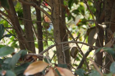 ​常见桂花的品种分类