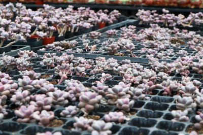 桃蛋胖成鸽子蛋,竟是浇了这种水,肥料钱全省了!