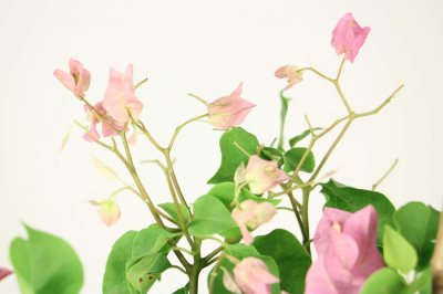 三角梅怎样爆盆