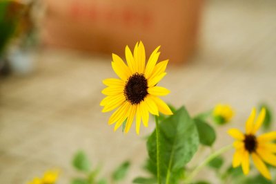 向日葵早上中午晚上有什么变化,一天中几点开花