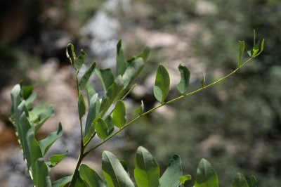 胡枝子怎么养长的好