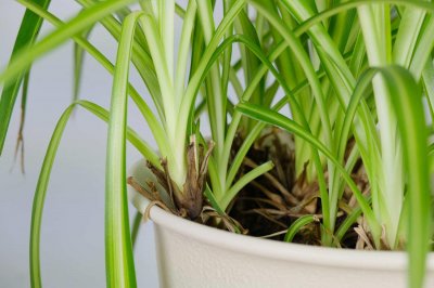 ​秋天养花就选“它”，一年到头能开花，比“吊兰”还好养!