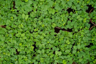 ​含羞草的花语及传说