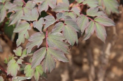 ​牡丹花怎么度夏