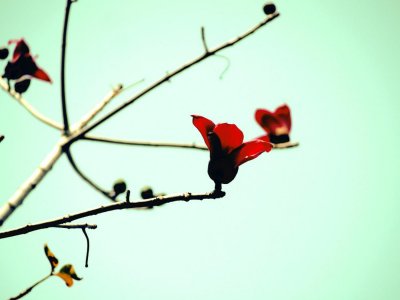 ​木棉花抗癌食疗方推荐