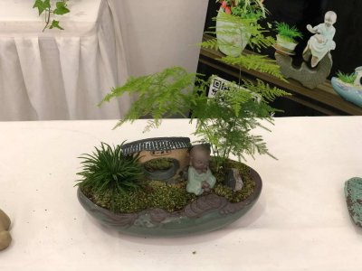 ​浇花掺点小东西，绿萝文竹…长疯了，呼呼直蹿20米！